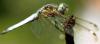 Hemistigma albipunctum